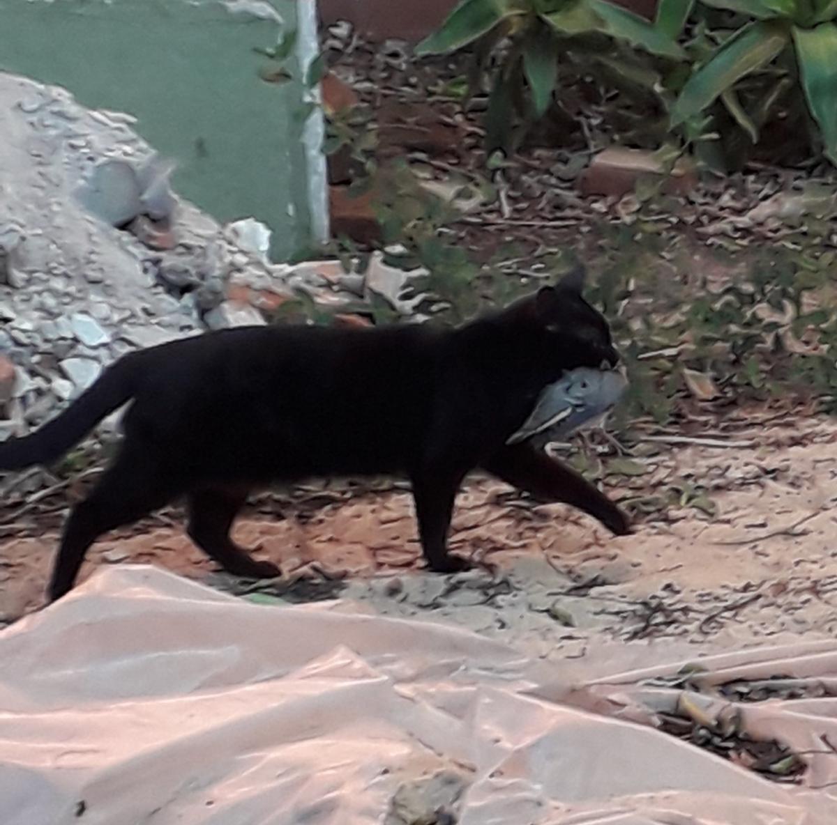 Foto Torcaza Común