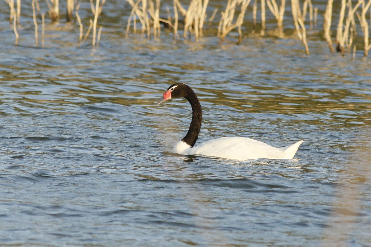 Foto Cisne Cuello Negro