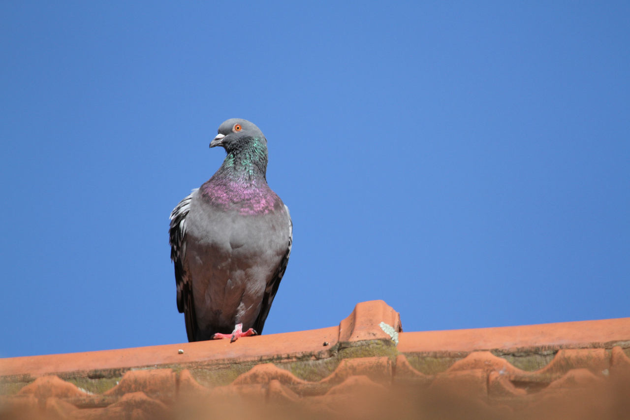 Photo Paloma Doméstica