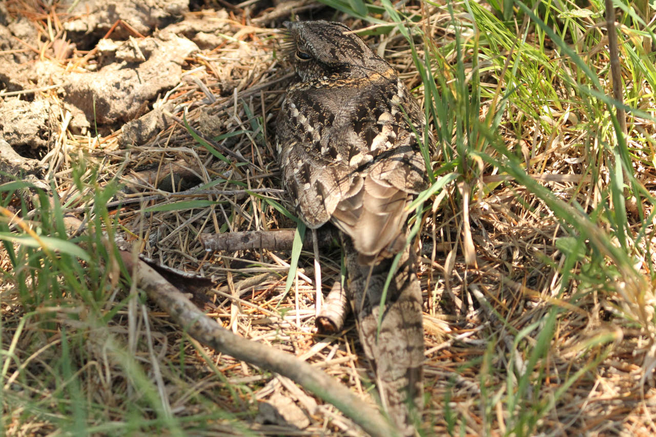 Foto Atajacaminos Tijera