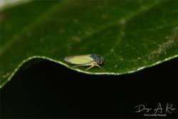  (Bucephalogonia sp.)