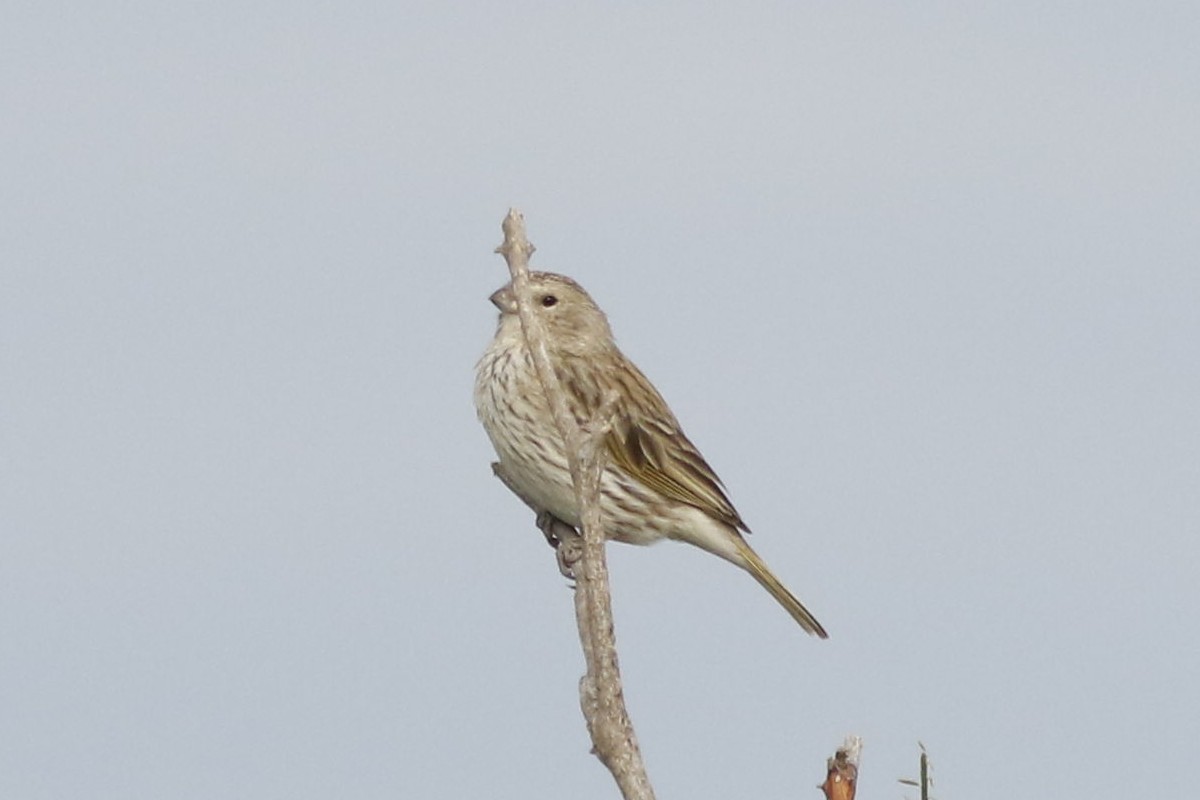 Photo Jilguero Dorado