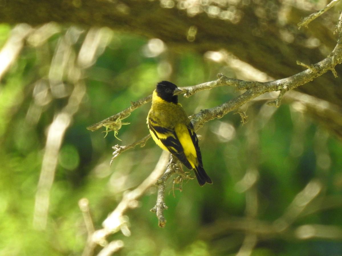 Foto Cabecitanegra Común