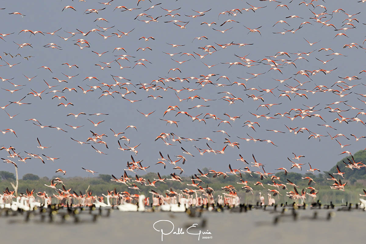 Foto Flamenco Austral