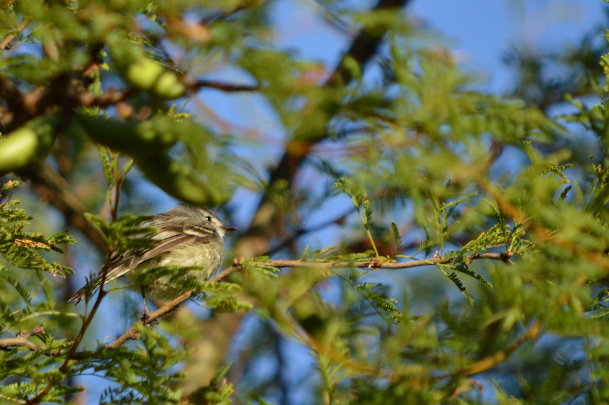 Photo Piojito Común