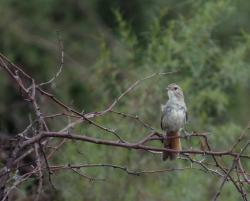 Foto Little Thornbird