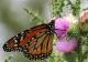 Danaus erippus