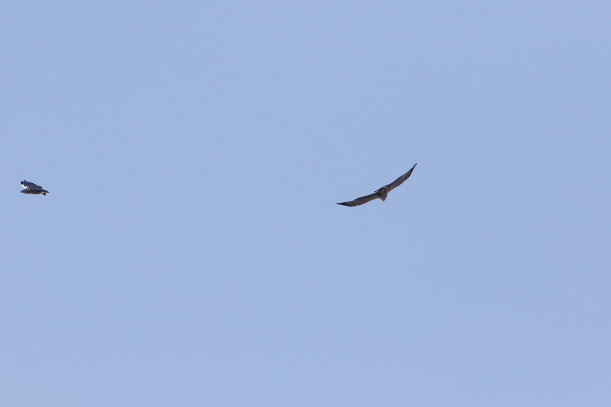 Foto Águila Coronada