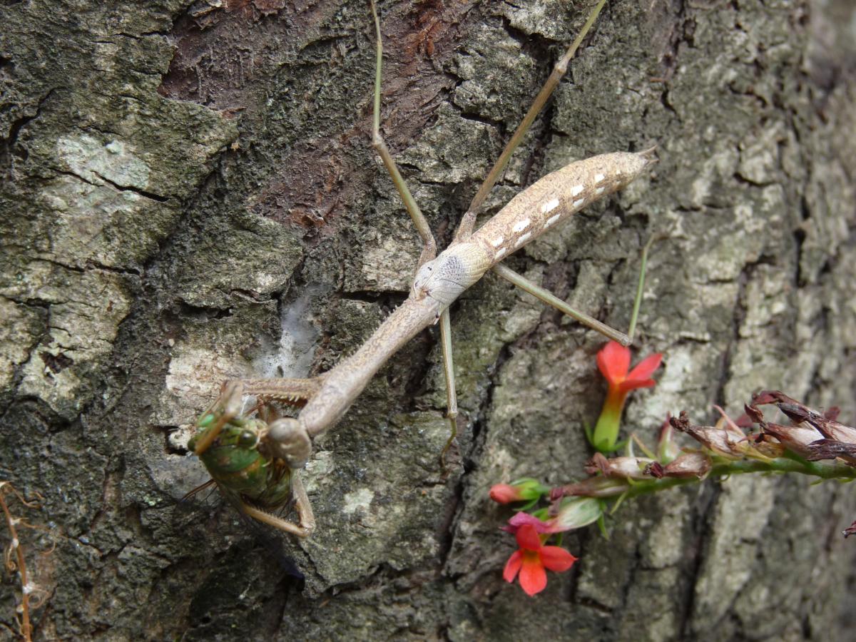 Foto Mantis de Alas Cortas de Gay