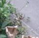 Argiope argentata