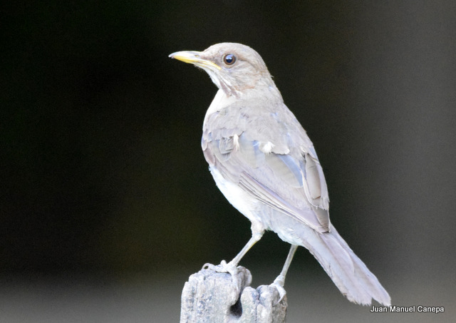 Foto Zorzal Chalchalero