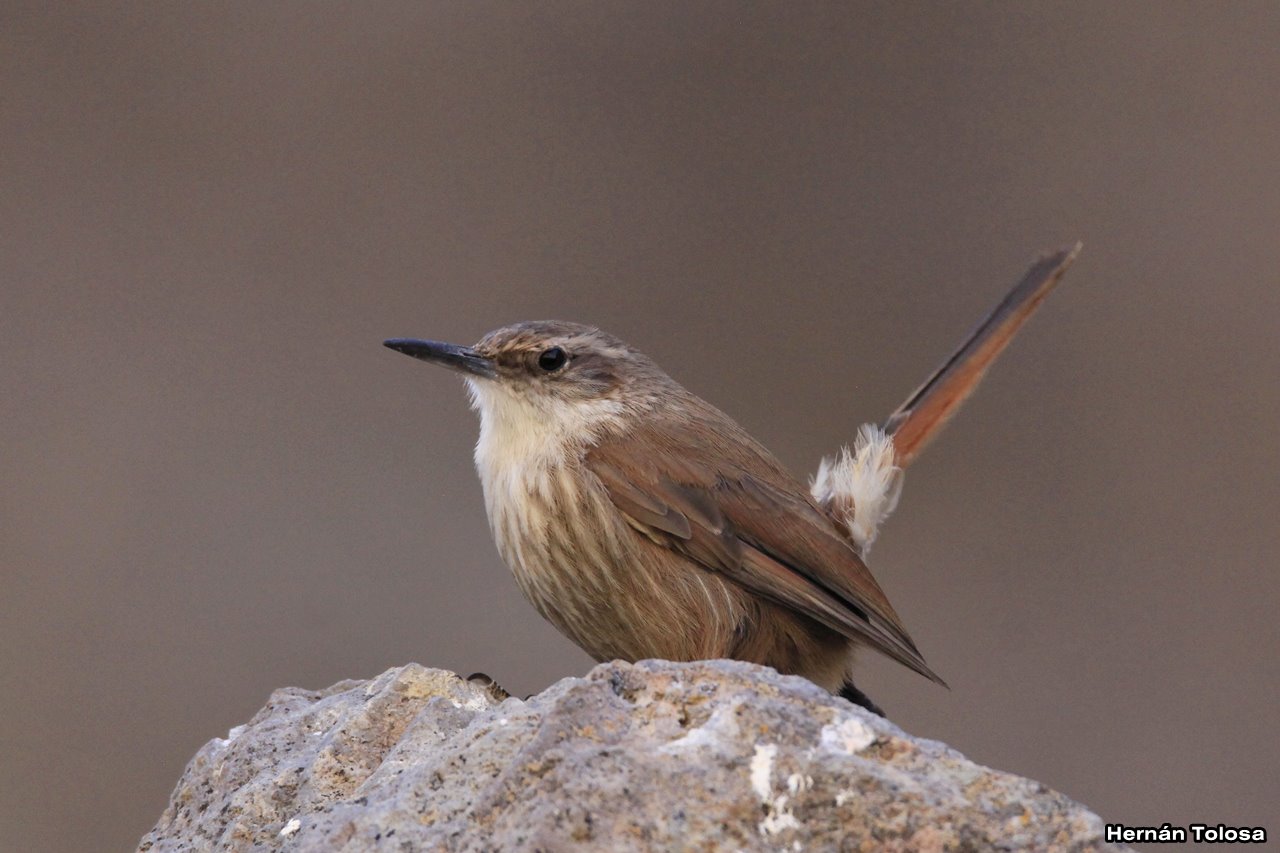 Photo Bandurrita Pico Recto