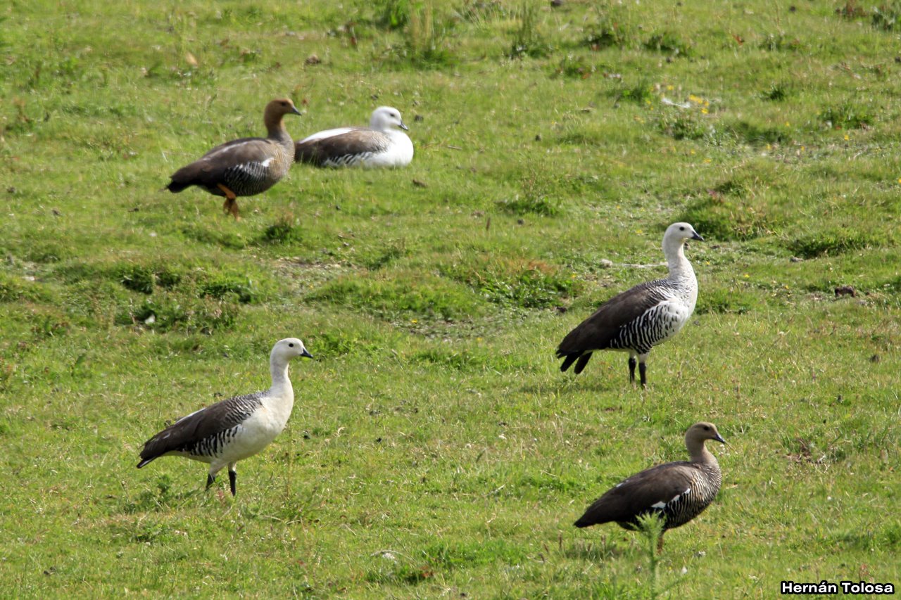 Foto Cauquén Común