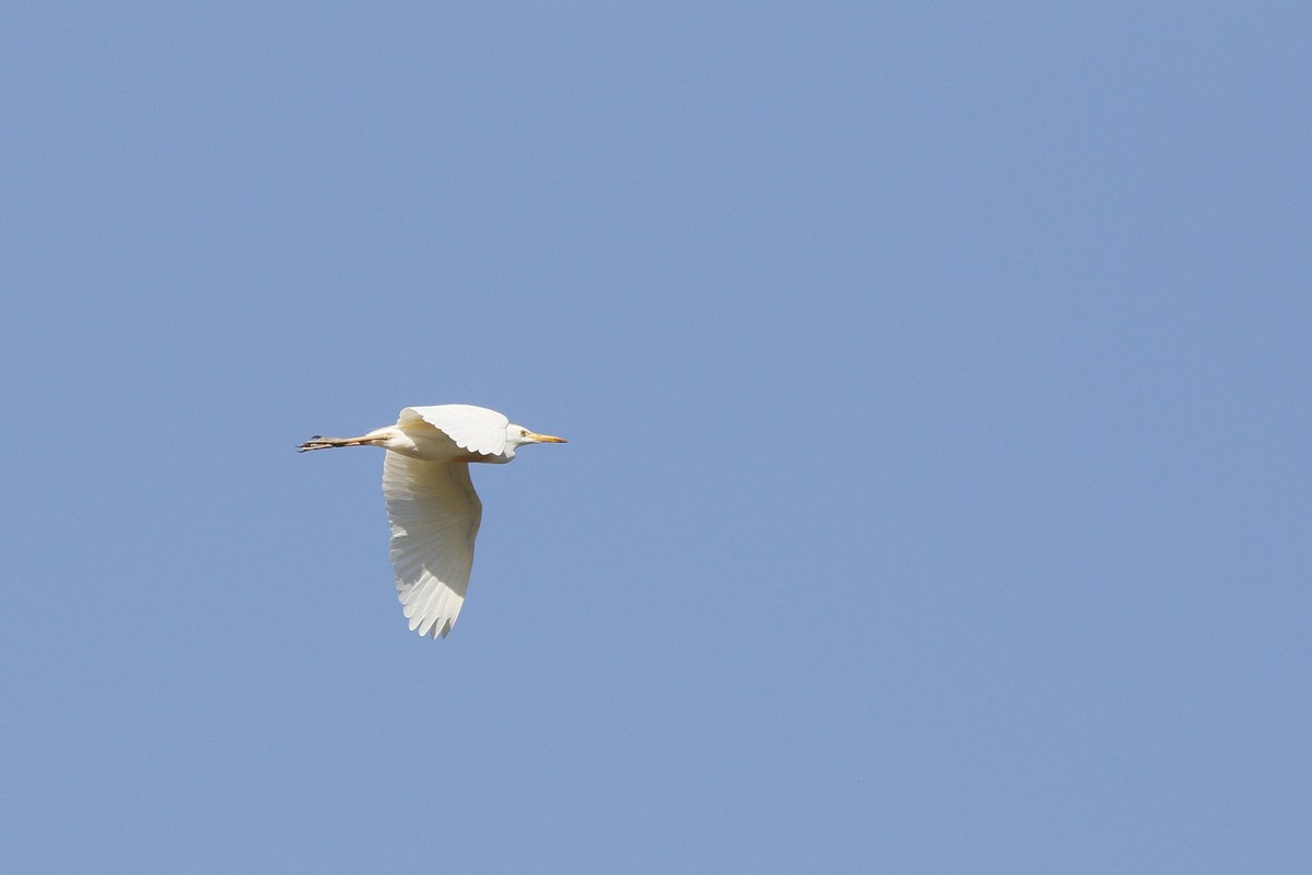 Foto Garcita Bueyera