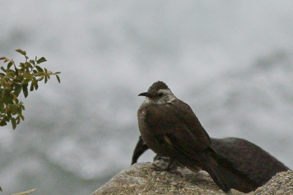 Foto Remolinera Araucana