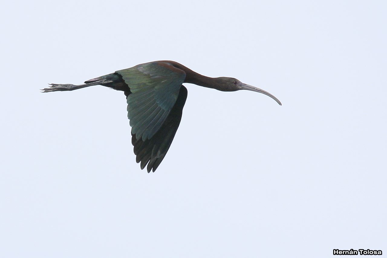 Foto Cuervillo de Cañada