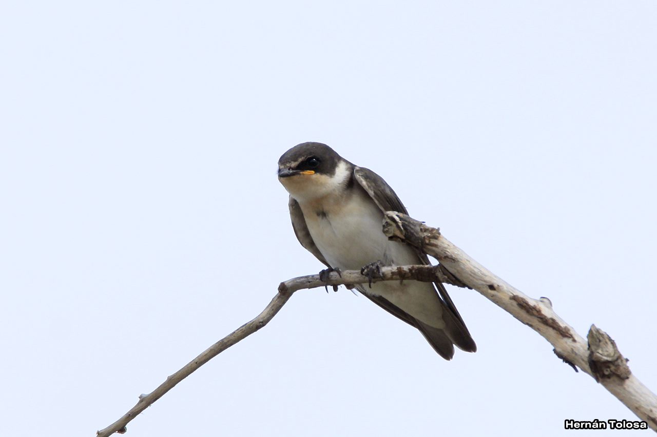 Foto Golondrina Ceja Blanca