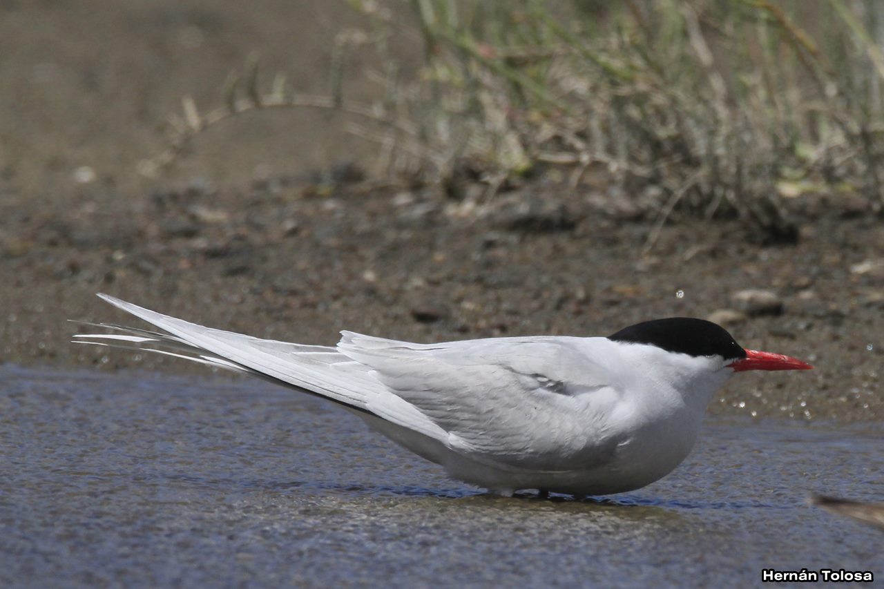 Foto Gaviotín Sudamericano