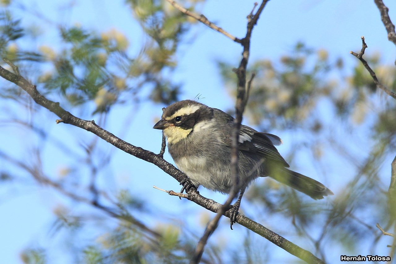 Foto Monterita de Collar