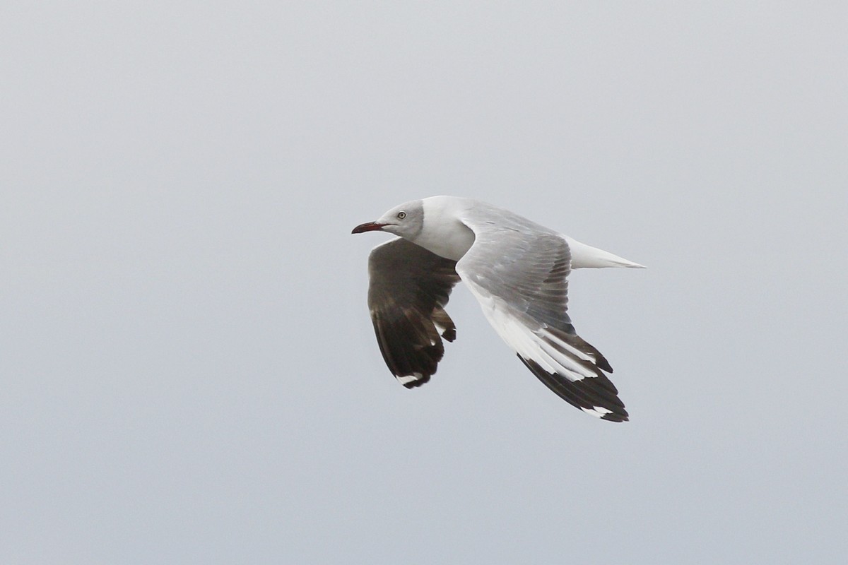 Photo Gaviota Capucho Gris