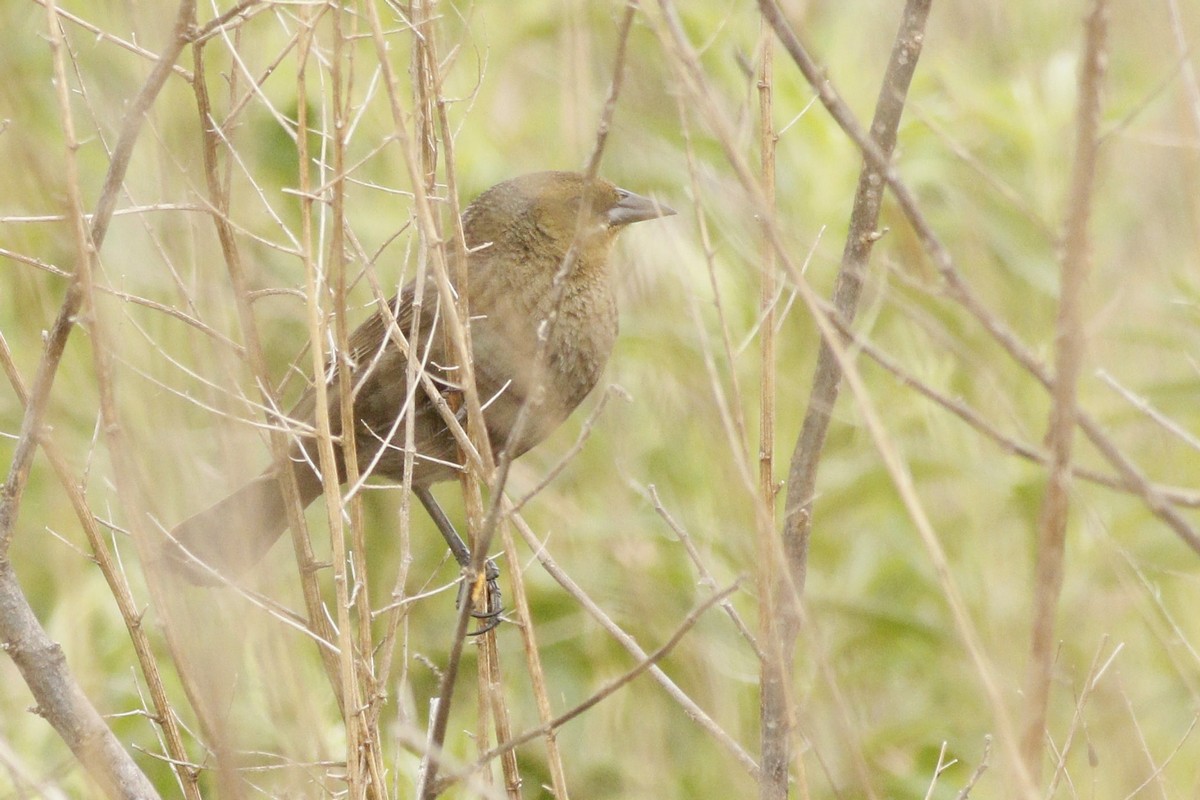 Photo Varillero Congo