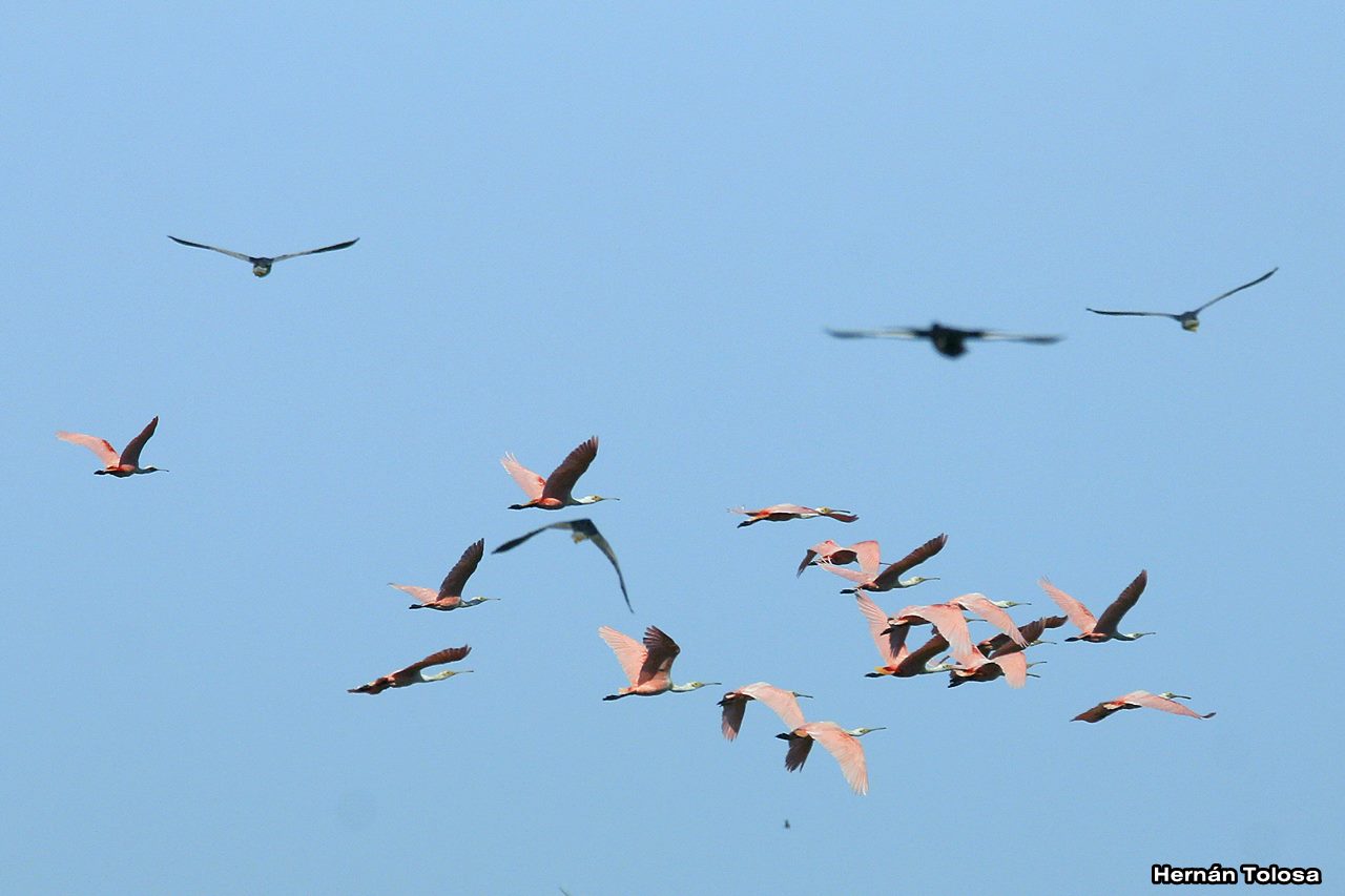 Photo Espátula Rosada