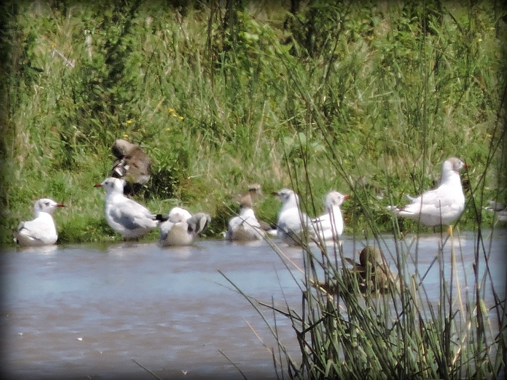 Photo Gaviota Capucho Gris