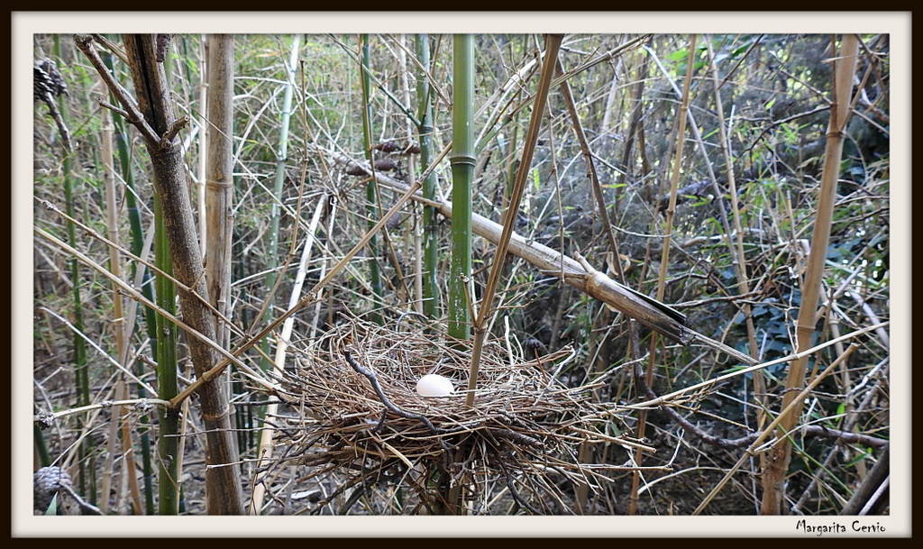 Photo Torcaza Común