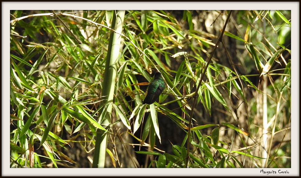 Foto Picaflor Común