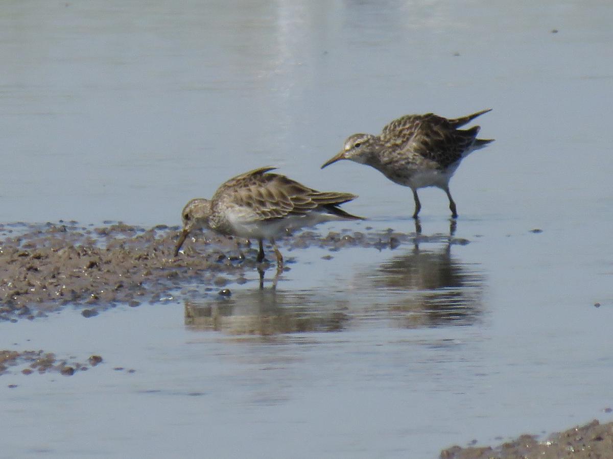 Foto Playerito Pectoral