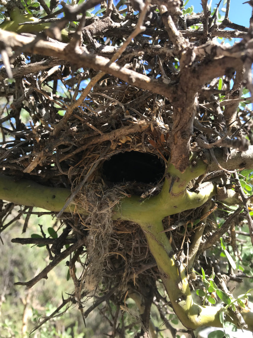 Photo Coludito Copetón