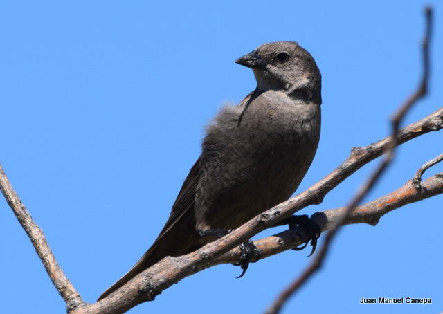 Foto Tordo Renegrido