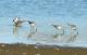 Calidris himantopus