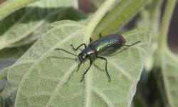  (Strongylium purpuratum)