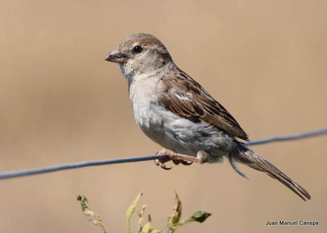 Foto Gorrión Común