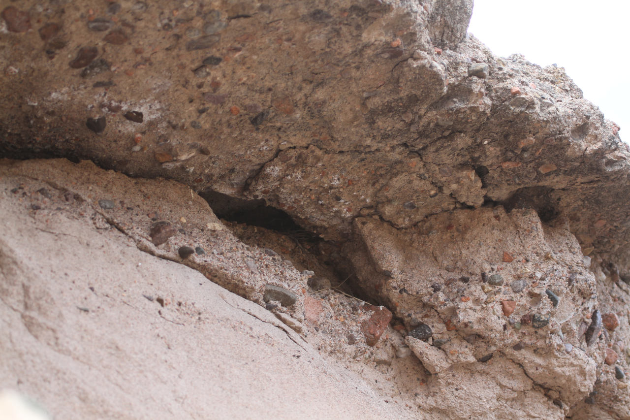 Foto Jilguero de Monte