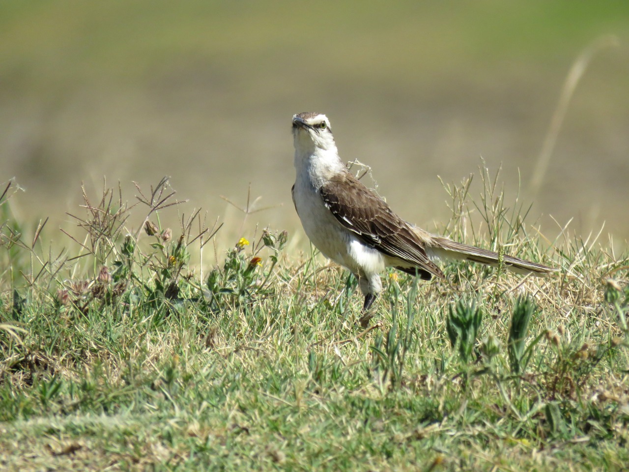Photo Calandria Grande