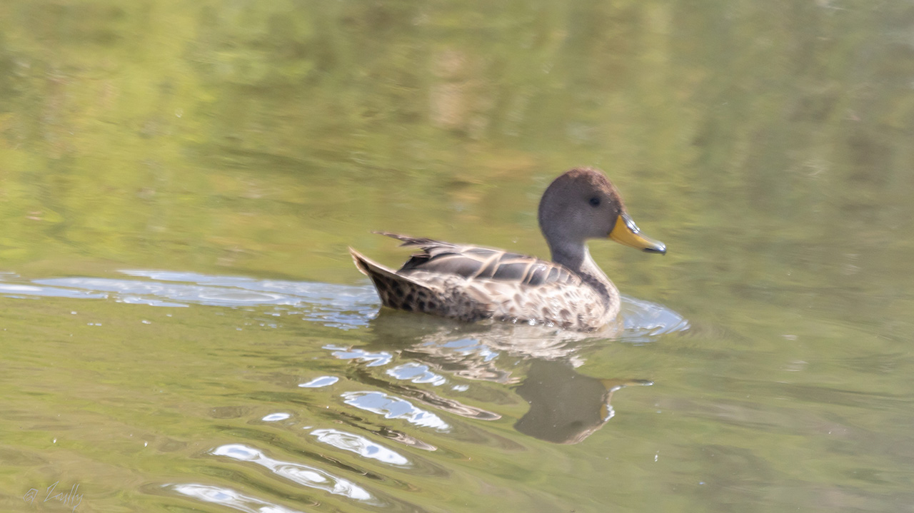 Photo Pato Maicero