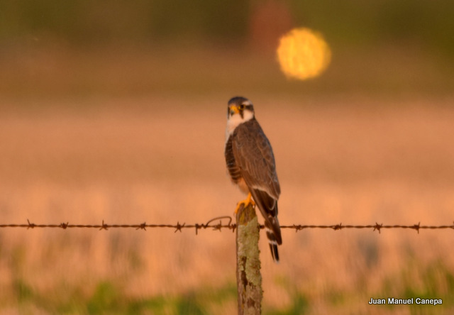 Foto Halcón Plomizo