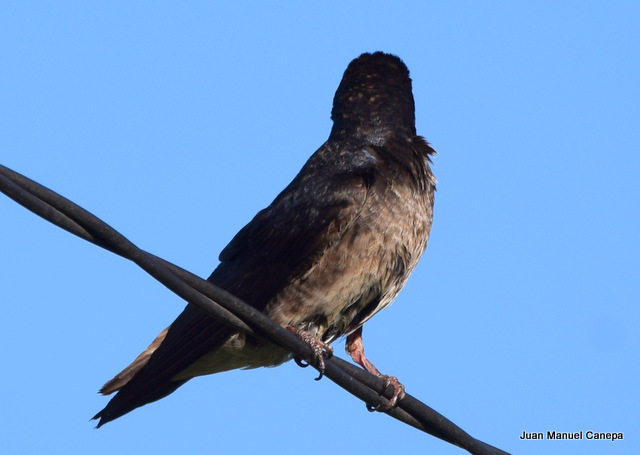 Foto Golondrina Doméstica