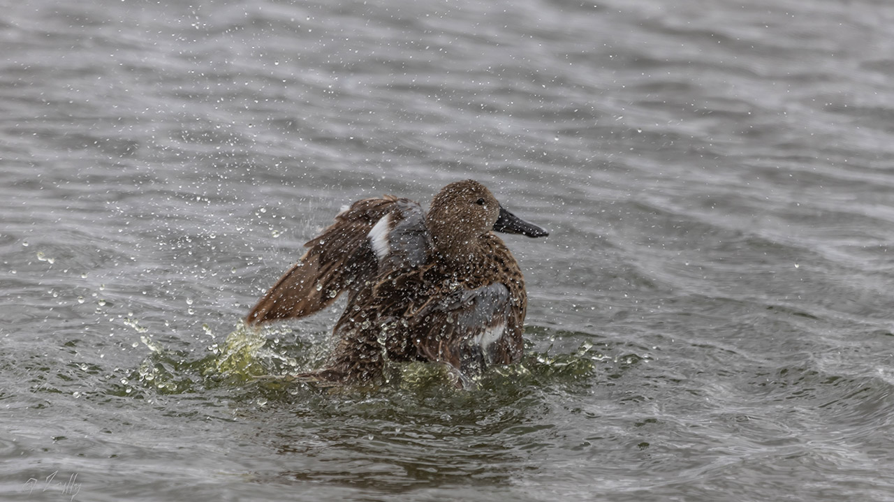 Foto Pato Cuchara
