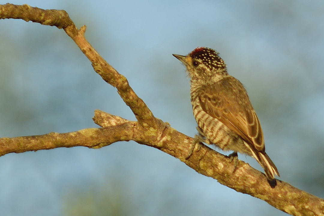 Photo Carpinterito Común