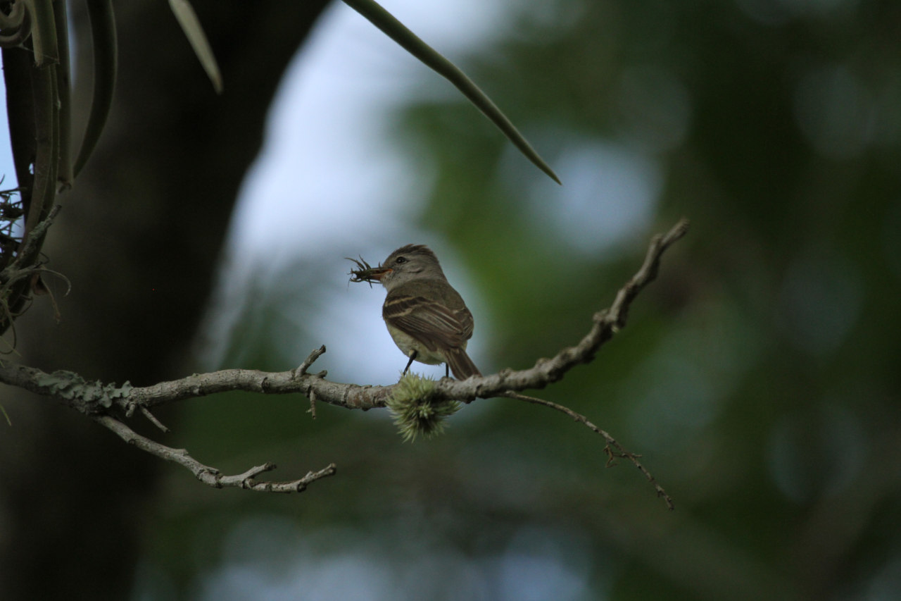 Foto Piojito Silbón
