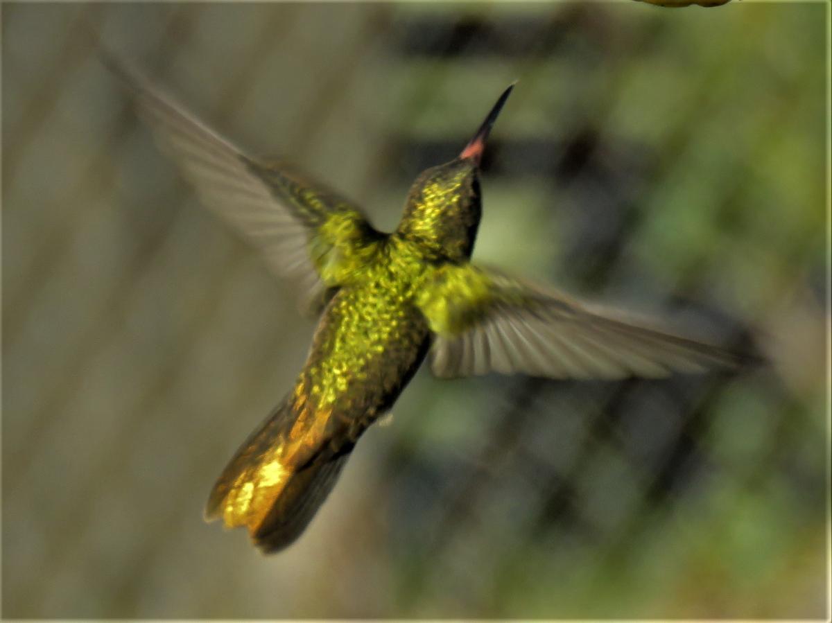 Foto Picaflor Bronceado