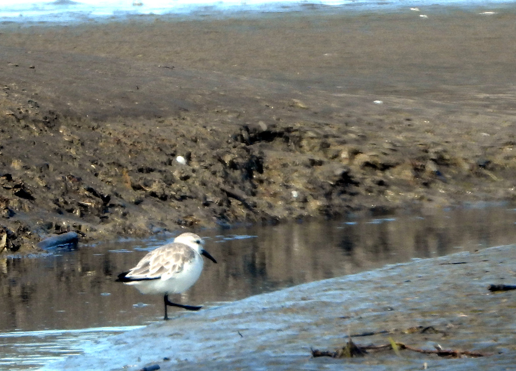 Foto Playerito Blanco