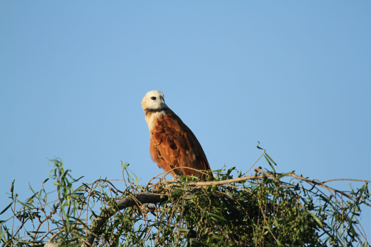 Foto Aguilucho Pampa