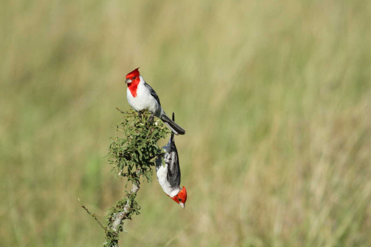 Foto Cardenal Común
