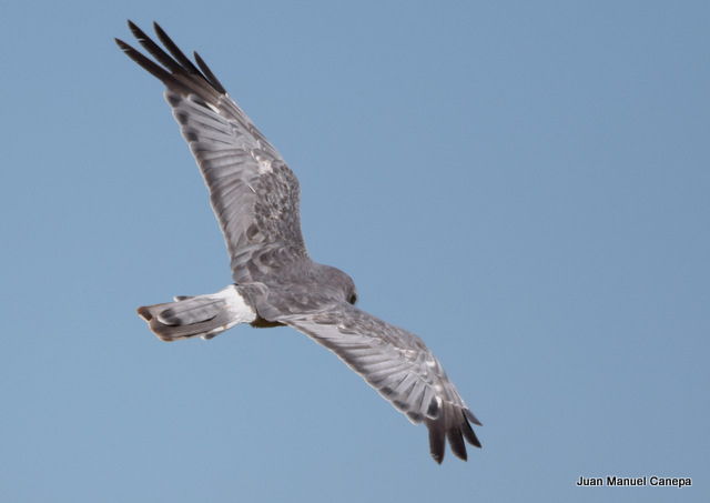 Photo Gavilán Ceniciento