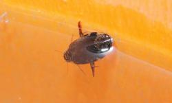  (Thermonectus succinctus)