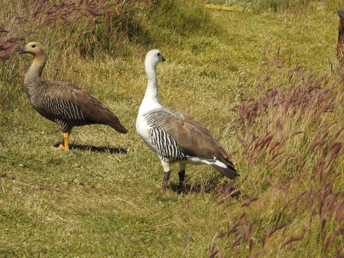 Foto Cauquén Común